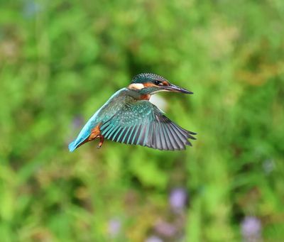 IJsvogel - Common Kingfisher