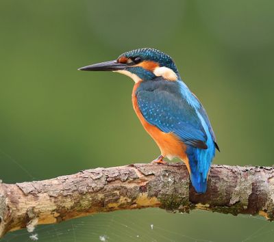 IJsvogel - Common Kingfisher