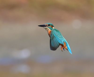 IJsvogel - Common Kingfisher