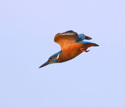 IJsvogel - Common Kingfisher