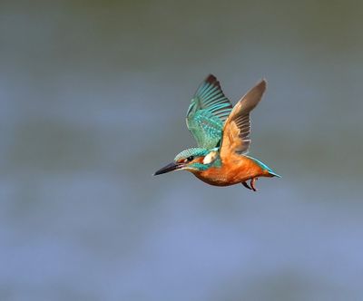 IJsvogel - Common Kingfisher