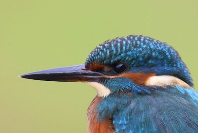 IJsvogel - Common Kingfisher