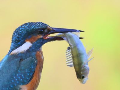 IJsvogel - Common Kingfisher