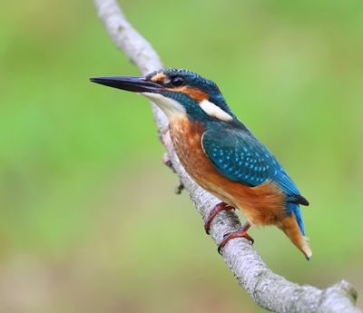 IJsvogel - Common Kingfisher