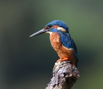IJsvogel - Common Kingfisher