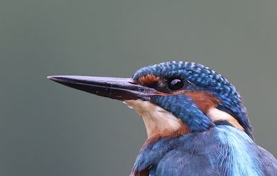 IJsvogel - Common Kingfisher