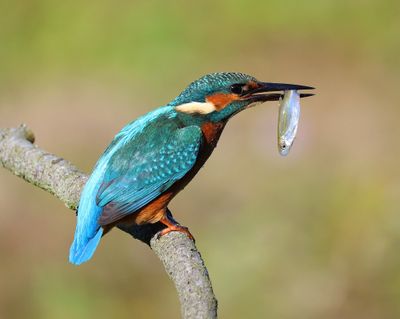IJsvogel - Common Kingfisher