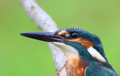 IJsvogel - Common Kingfisher