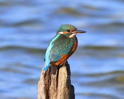 IJsvogel - Common Kingfisher