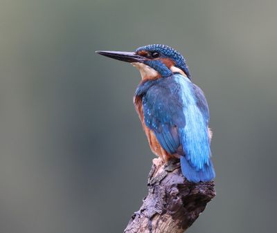 IJsvogel - Common Kingfisher