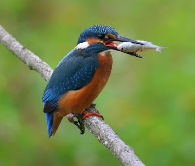 IJsvogel - Common Kingfisher