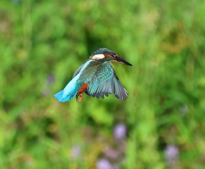 IJsvogel - Common Kingfisher