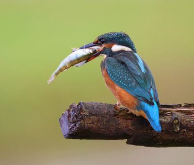IJsvogel - Common Kingfisher