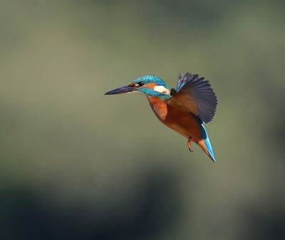 IJsvogel - Common Kingfisher