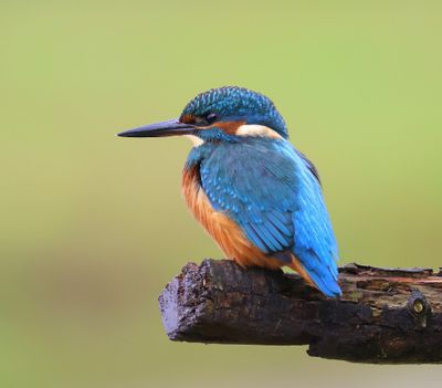 IJsvogel - Common Kingfisher