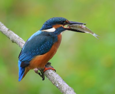 IJsvogel - Common Kingfisher
