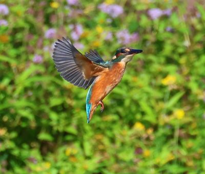 IJsvogel - Common Kingfisher