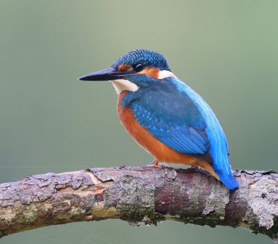 IJsvogel - Common Kingfisher
