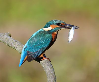 IJsvogel - Common Kingfisher