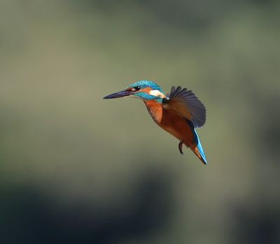 IJsvogel - Common Kingfisher