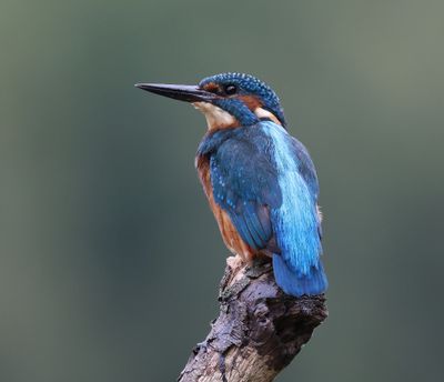 IJsvogel - Common Kingfisher