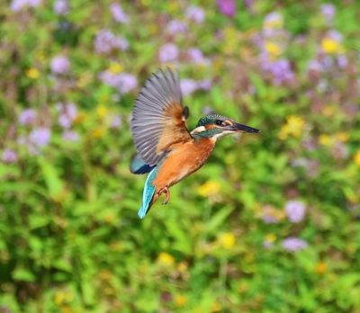 IJsvogel - Common Kingfisher