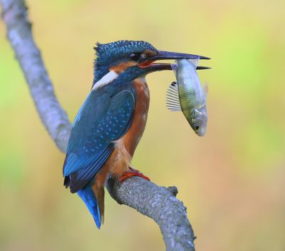 IJsvogel - Common Kingfisher