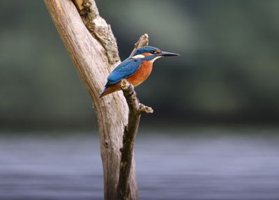 IJsvogel - Common Kingfisher