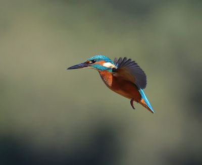 IJsvogel - Common Kingfisher