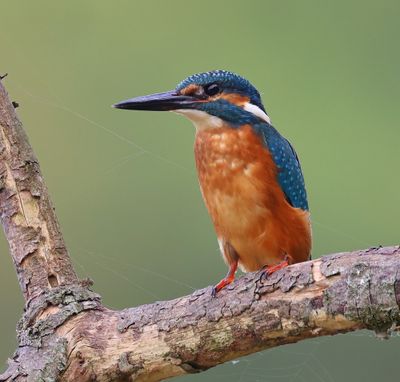 IJsvogel - Common Kingfisher