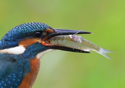 IJsvogel - Common Kingfisher