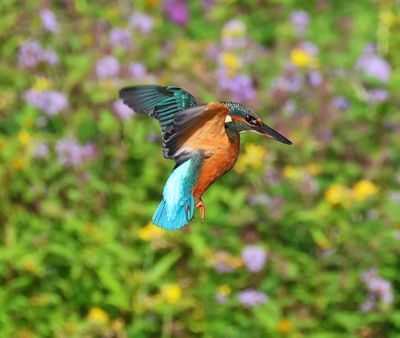 IJsvogel - Common Kingfisher