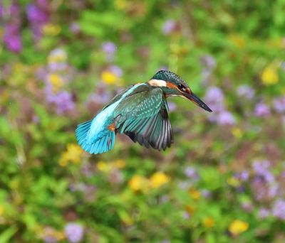 IJsvogel - Common Kingfisher