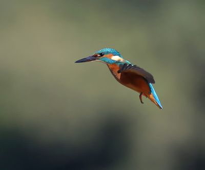 IJsvogel - Common Kingfisher