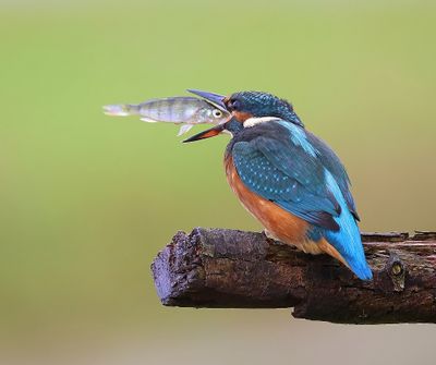 IJsvogel - Common Kingfisher