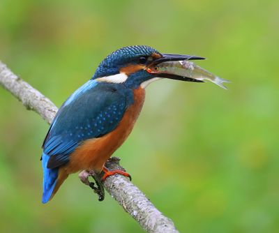 IJsvogel - Common Kingfisher