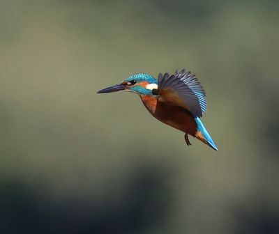 IJsvogel - Common Kingfisher