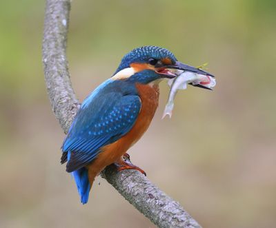 IJsvogel - Common Kingfisher