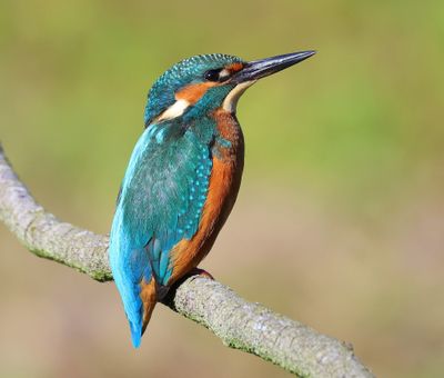 IJsvogel - Common Kingfisher