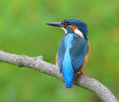 IJsvogel - Common Kingfisher