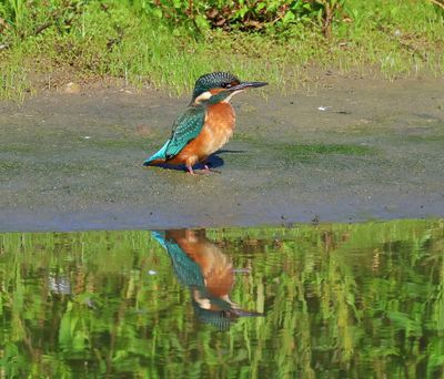 IJsvogel - Common Kingfisher