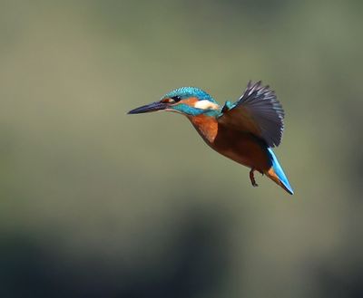 IJsvogel - Common Kingfisher