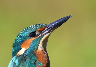 IJsvogel - Common Kingfisher