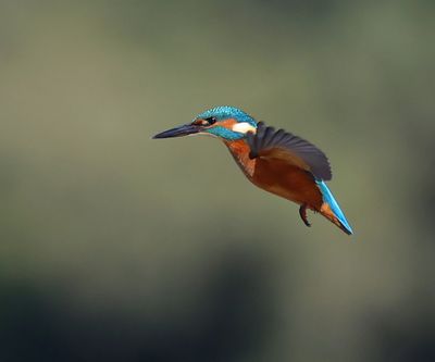 IJsvogel - Common Kingfisher