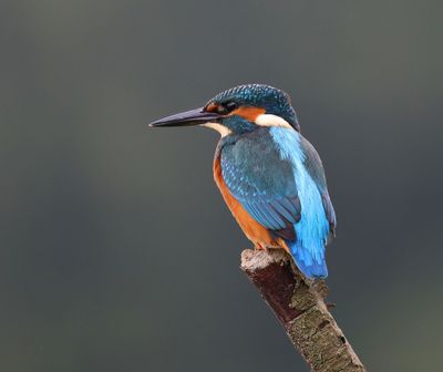 IJsvogel - Common Kingfisher