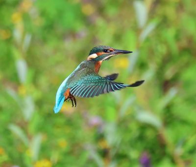 IJsvogel - Common Kingfisher