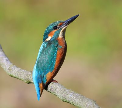IJsvogel - Common Kingfisher
