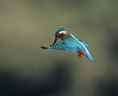 IJsvogel - Common Kingfisher