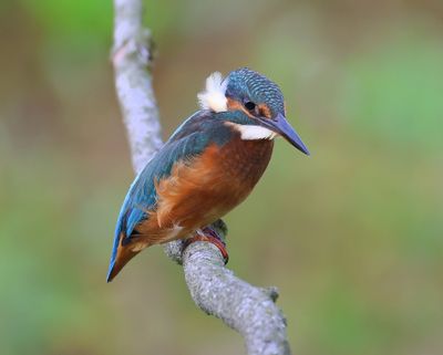 IJsvogel - Common Kingfisher