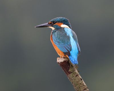 IJsvogel - Common Kingfisher